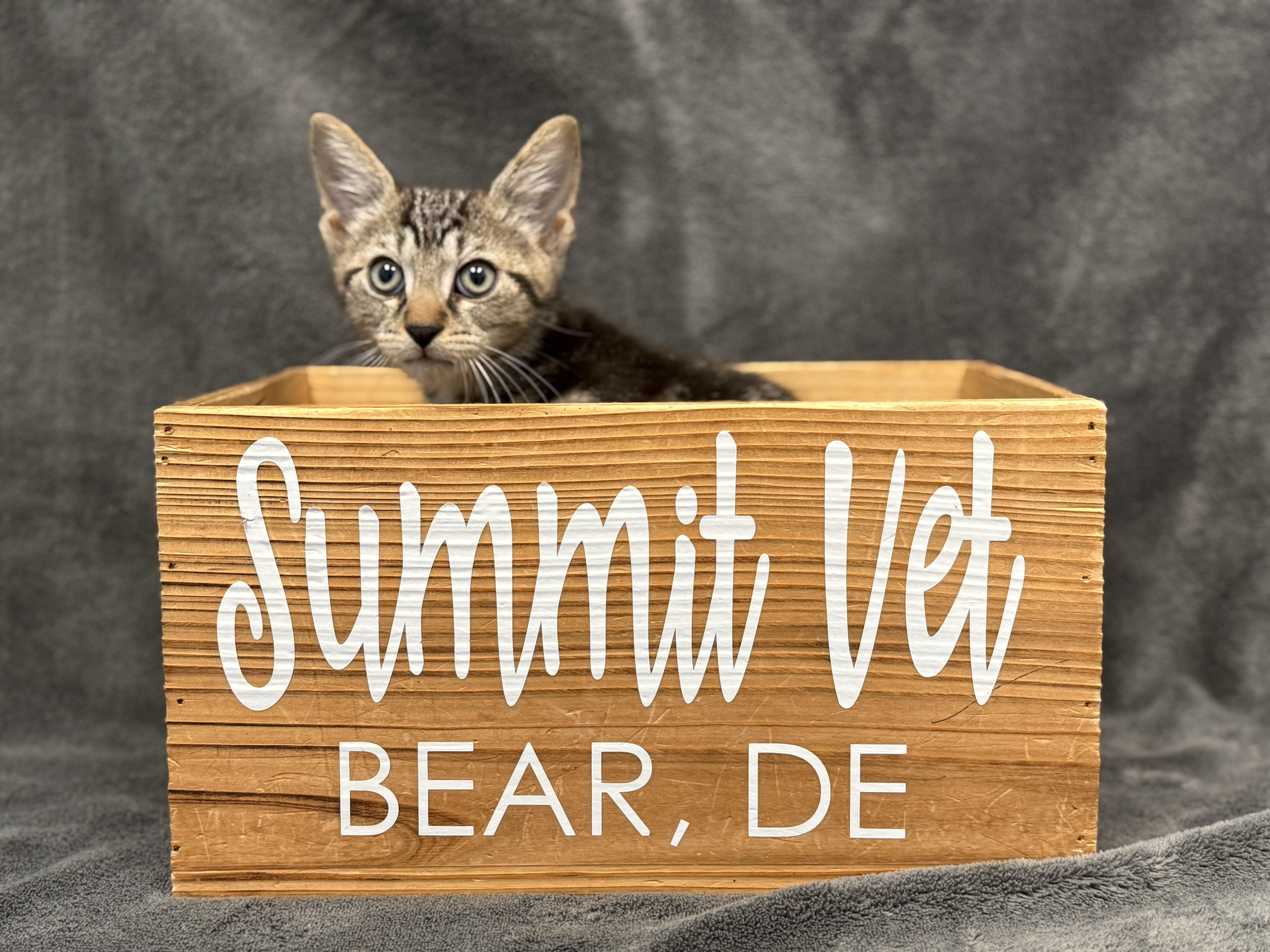 Cygnus, a Adoptable Domestic Short Hair in Bear, DE image 2/2