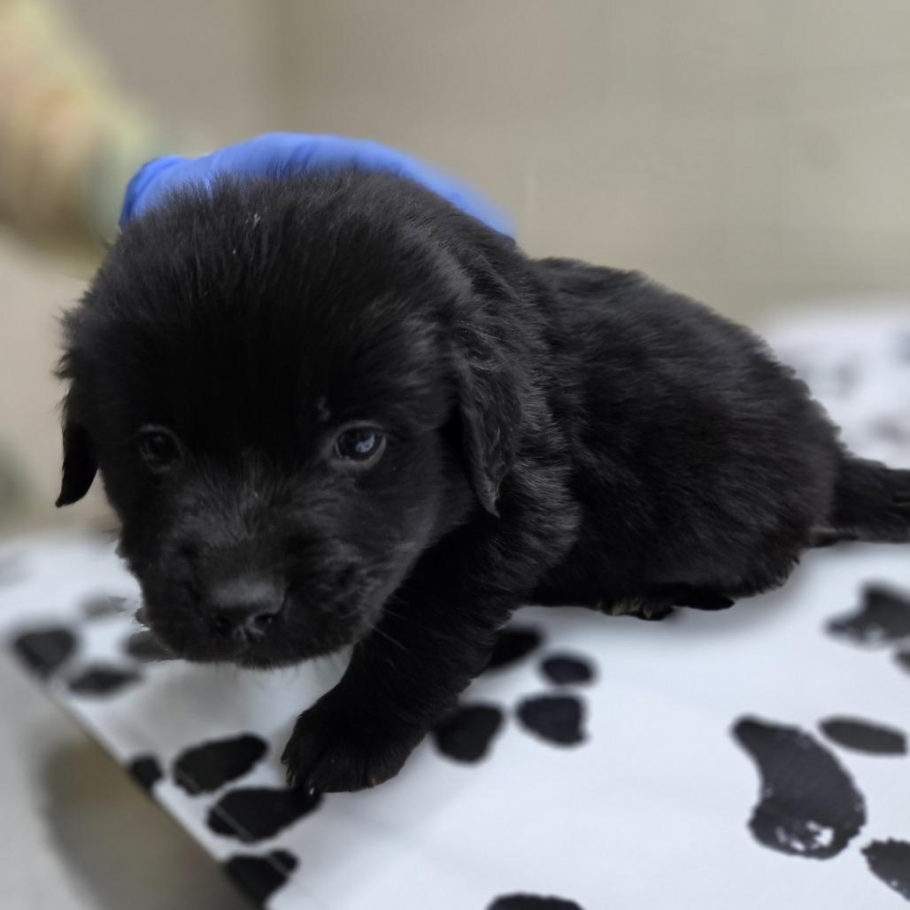 Boreal, Adoptable, Puppy Female Retriever.