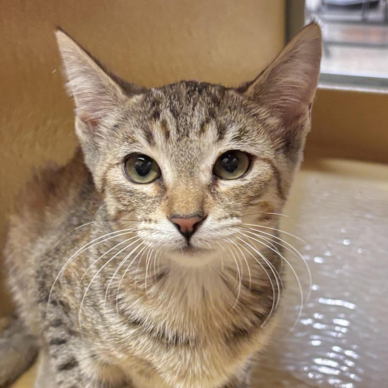 Peach, Adopted, Kitten Female Domestic Short Hair.