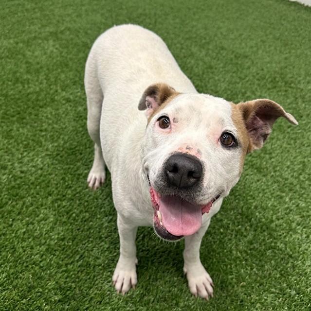 Enlarge SKYE, a Adoptable mixed breed in Mesa, AZ image 1/1