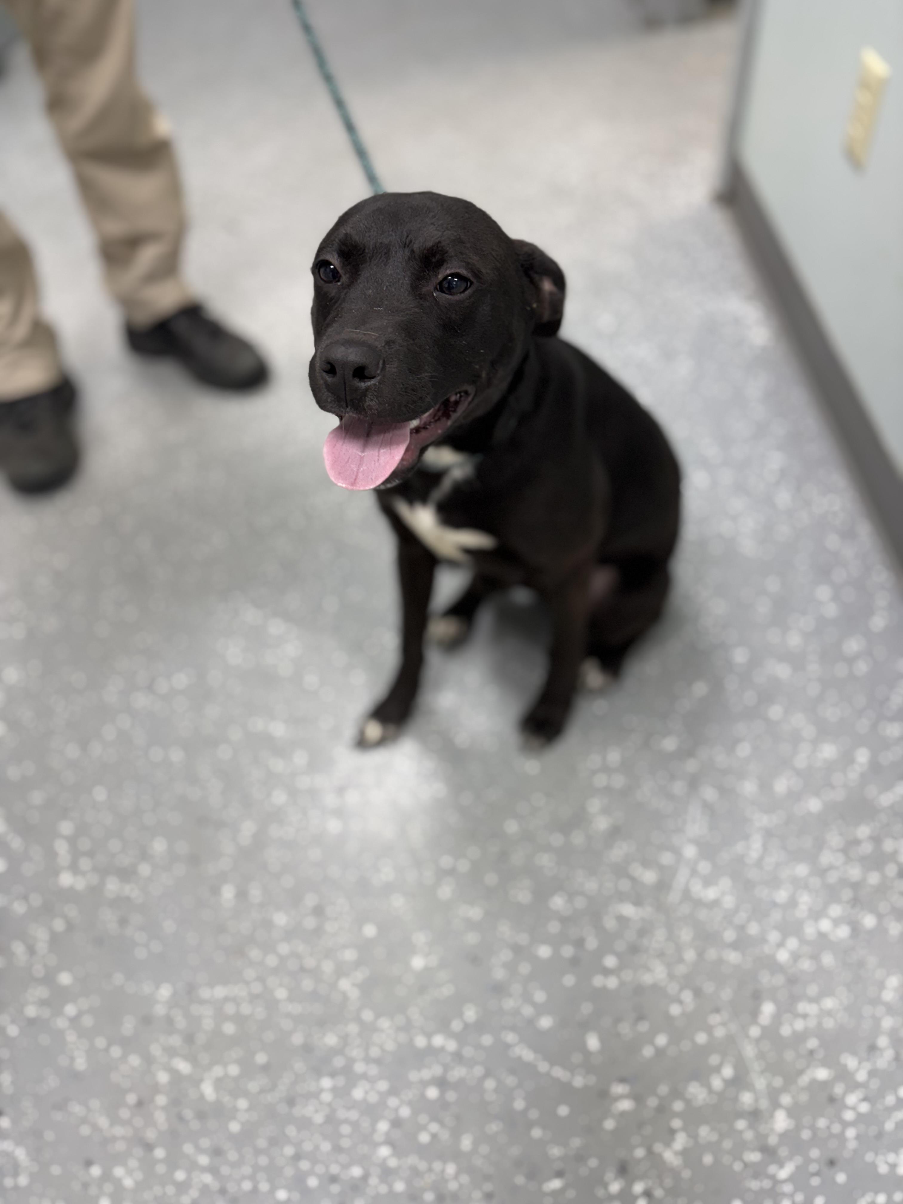 Charlie, an adopted mixed breed in Bardstown, KY image 2/5
