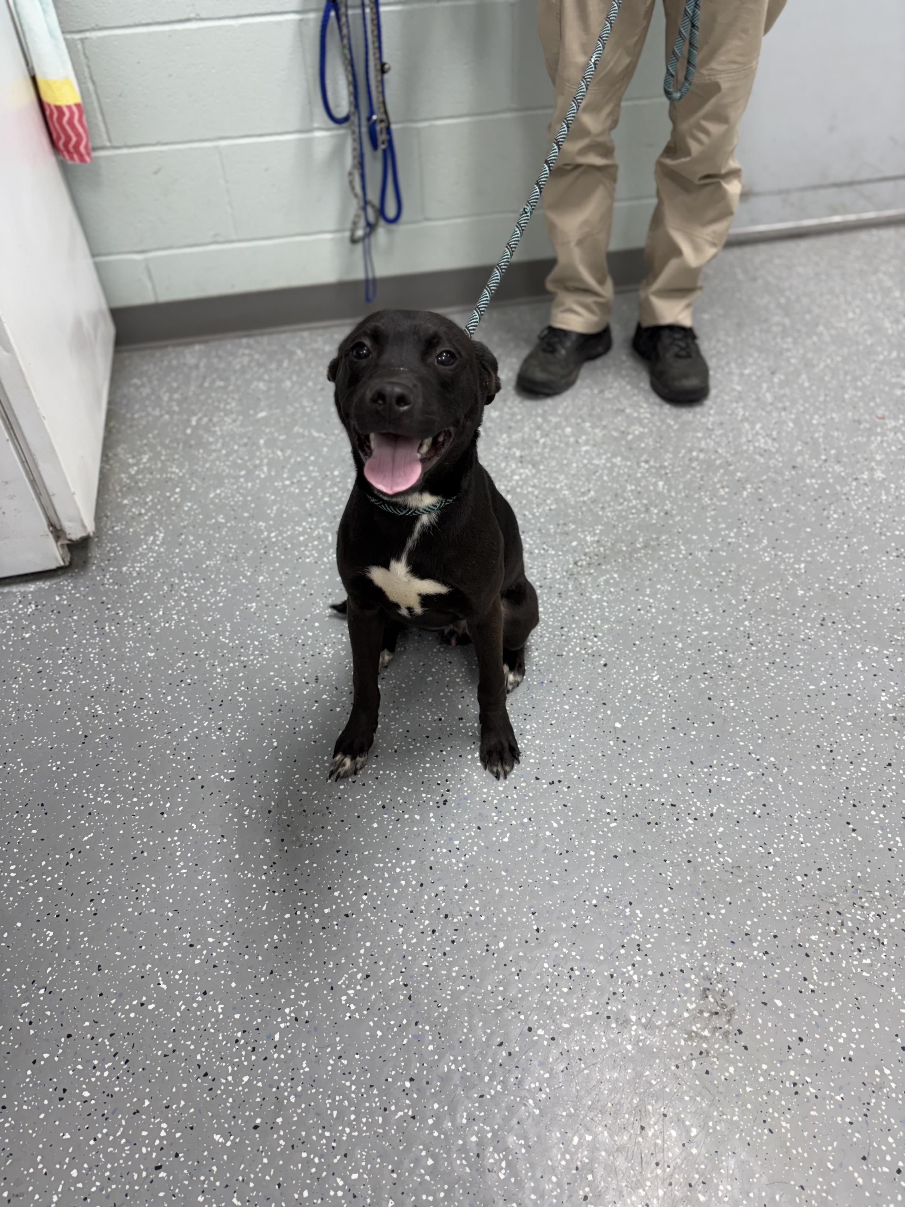Charlie, an adopted mixed breed in Bardstown, KY image 3/5
