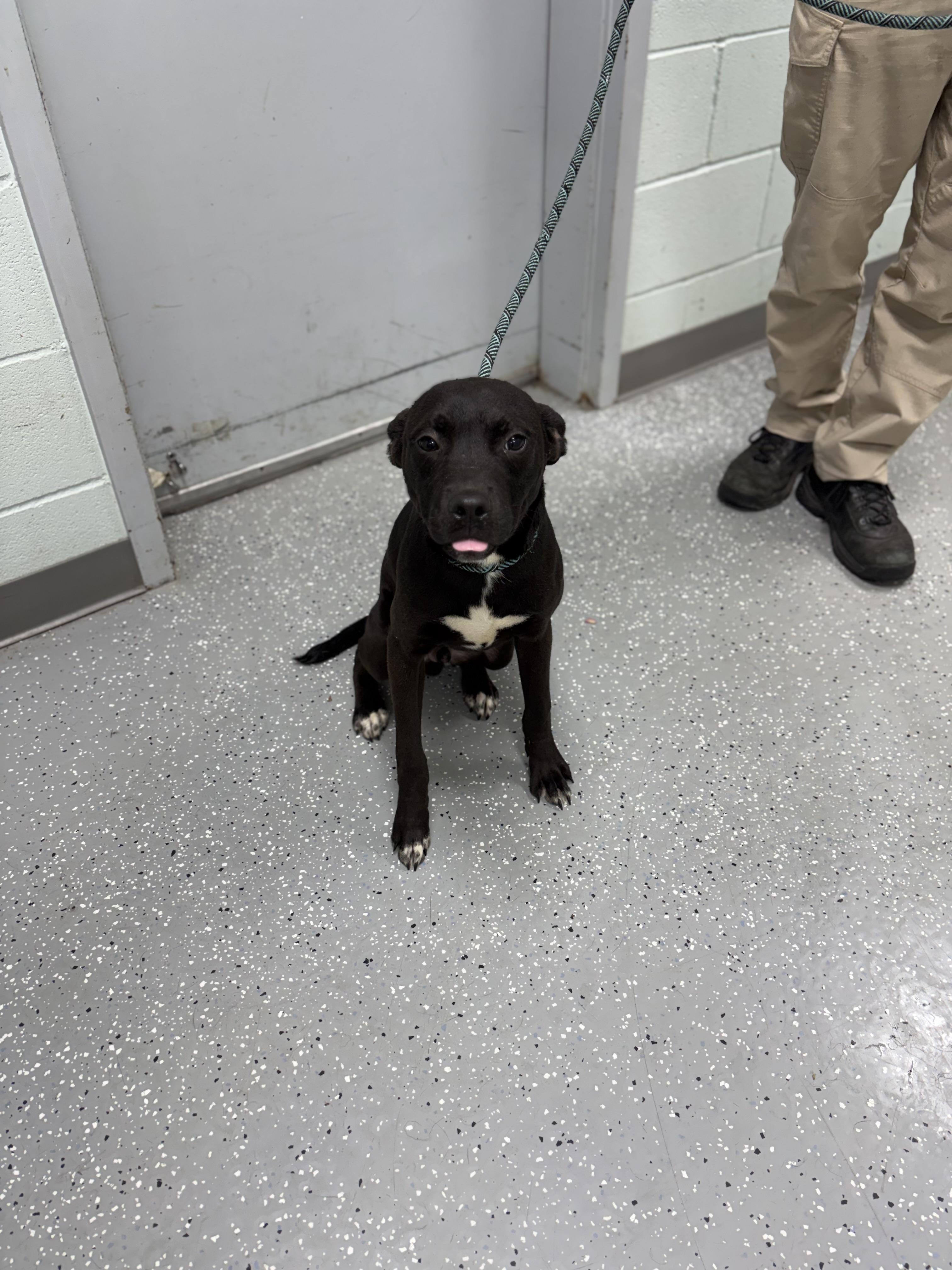 Charlie, an adopted mixed breed in Bardstown, KY image 5/5