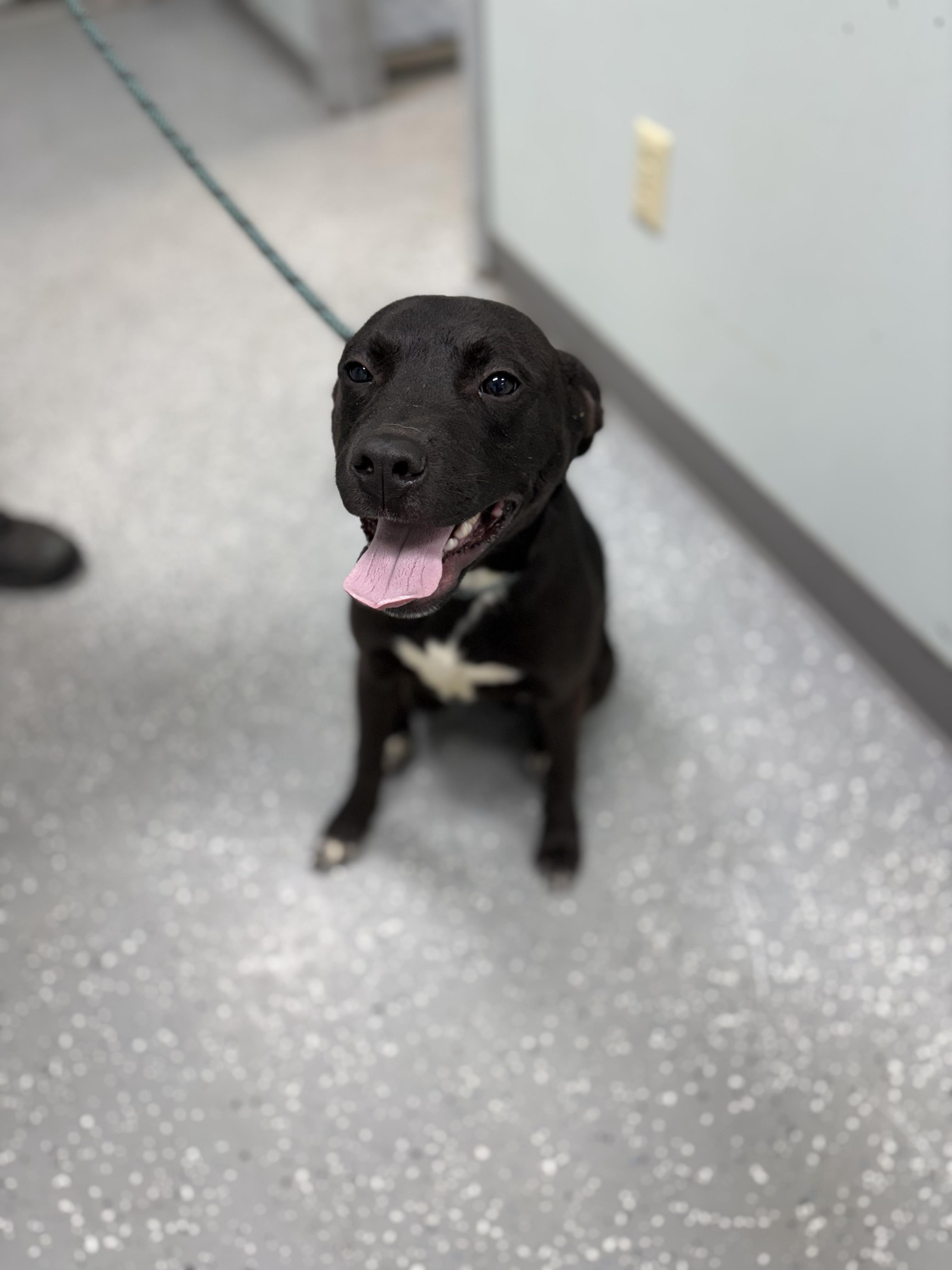 Charlie, adopted, Puppy Male Labrador Retriever.