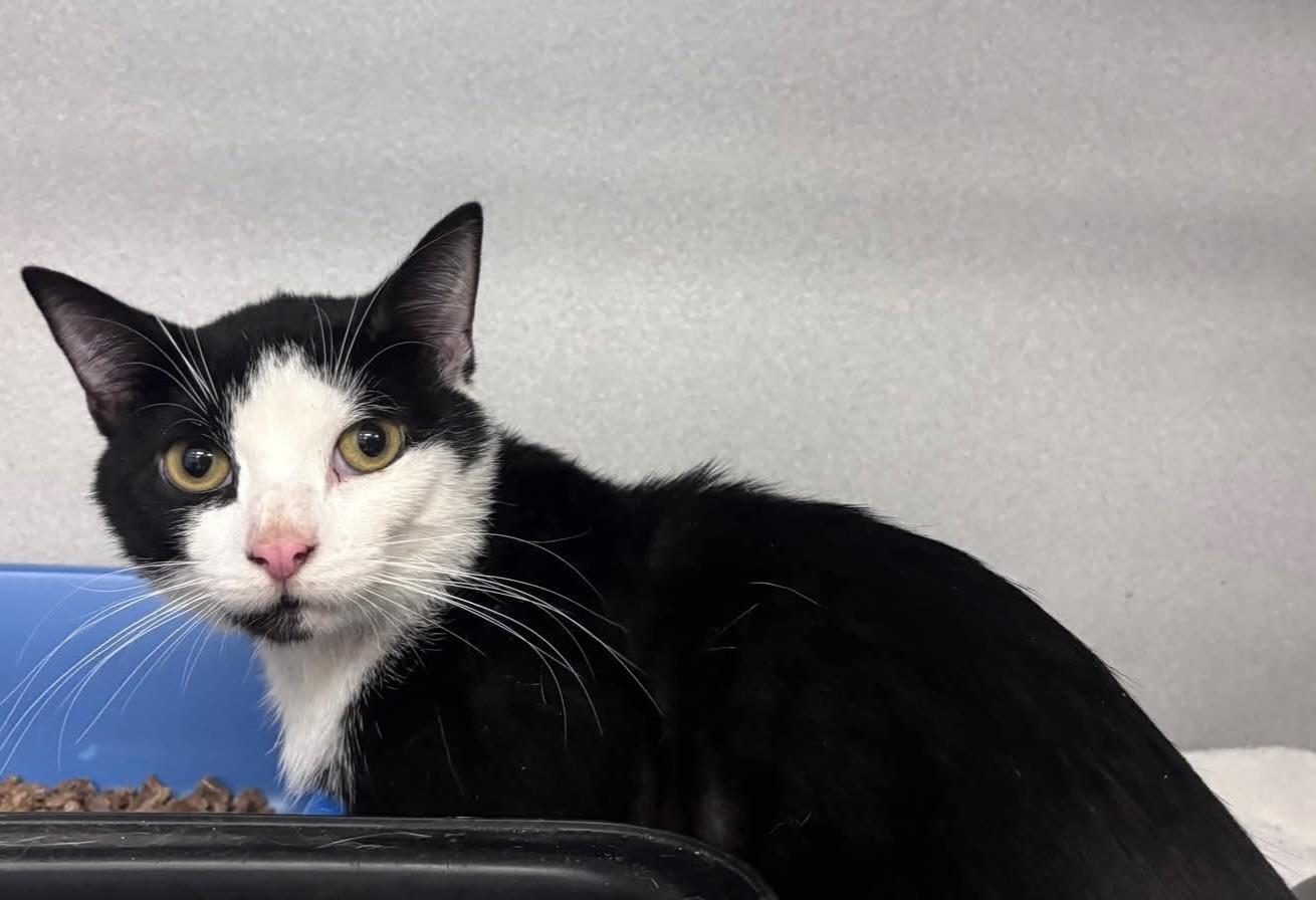 Frost, ADOPTABLE, Young Male Domestic Short Hair.