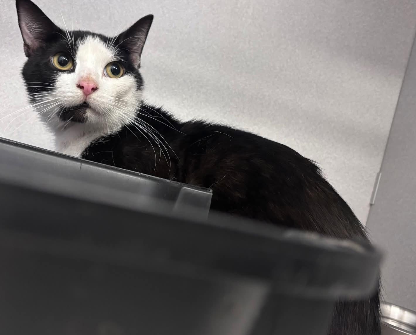 Frost, a ADOPTABLE Domestic Short Hair in Nottingham, MD image 2/2