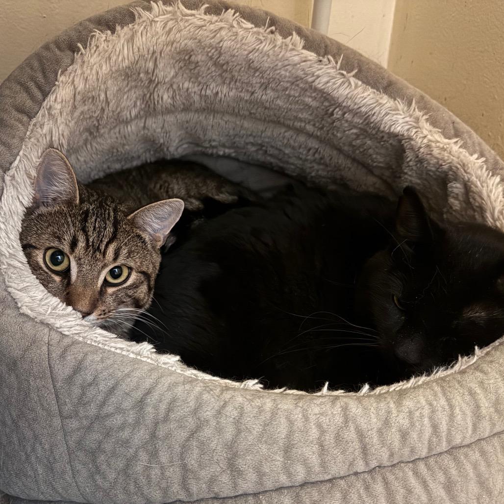 Enlarge Rooney, a Adoptable Domestic Short Hair in Salisbury, MA image 1/2