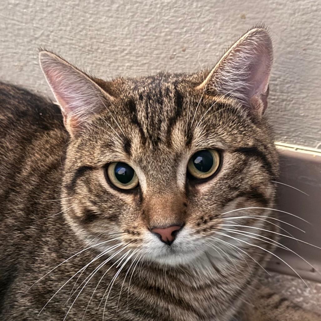 Enlarge Rooney, a Adoptable Domestic Short Hair in Salisbury, MA image 2/2