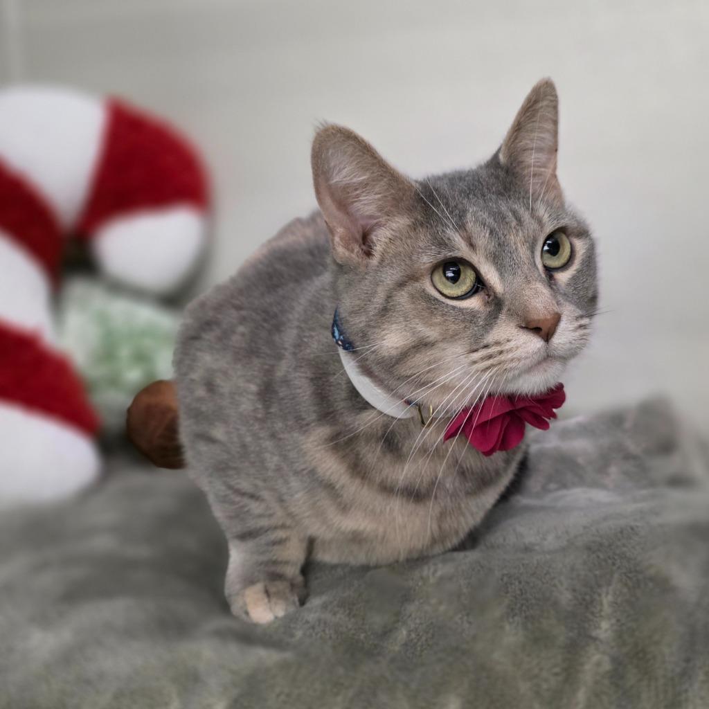Pua (pooh-ah), a Adoptable mixed breed in Minot, ND image 2/5