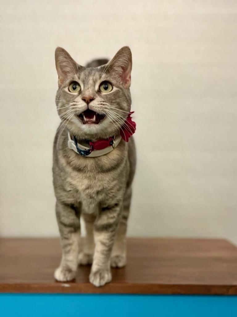 Pua (pooh-ah), a Adoptable mixed breed in Minot, ND image 3/5