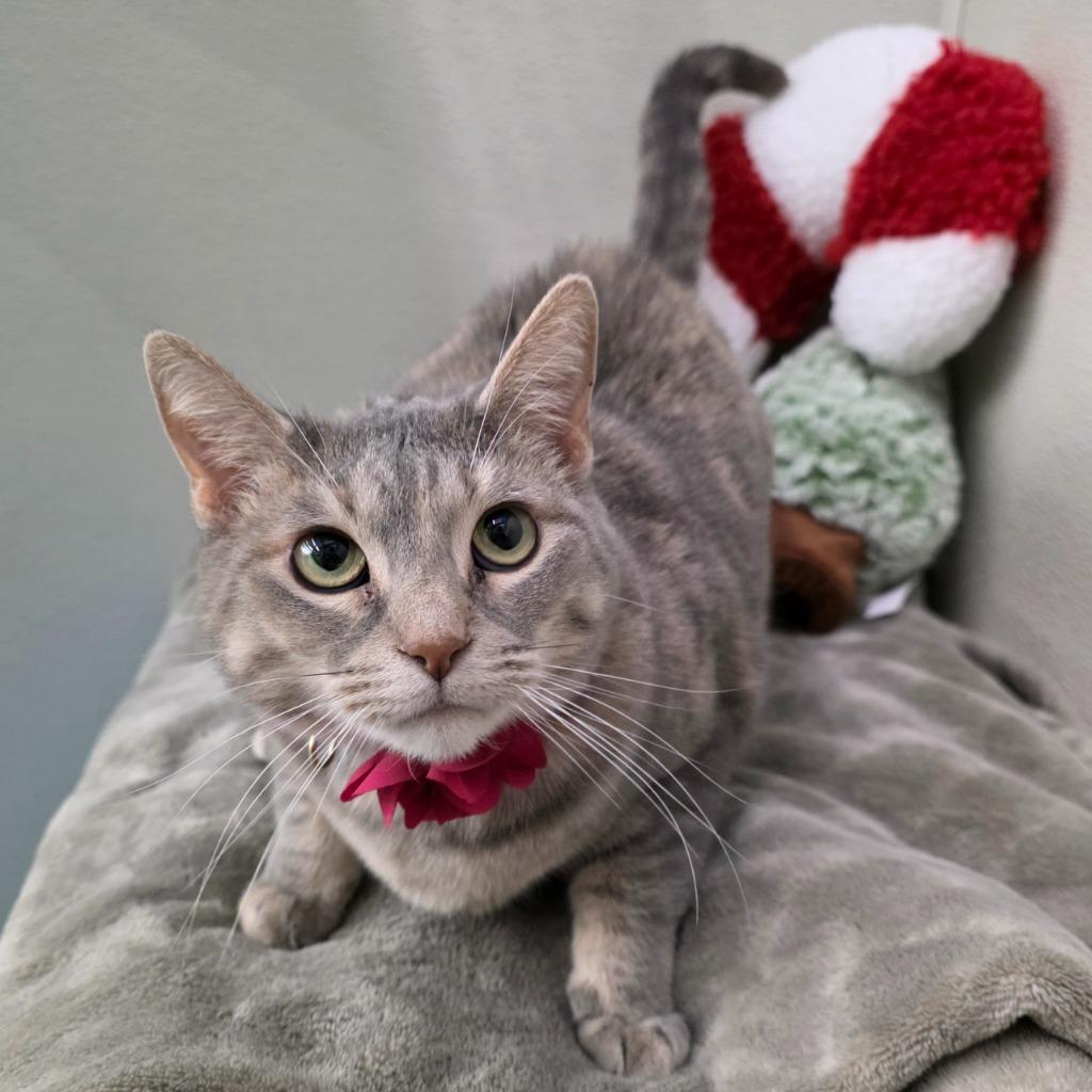 Pua (pooh-ah), a Adoptable mixed breed in Minot, ND image 4/5