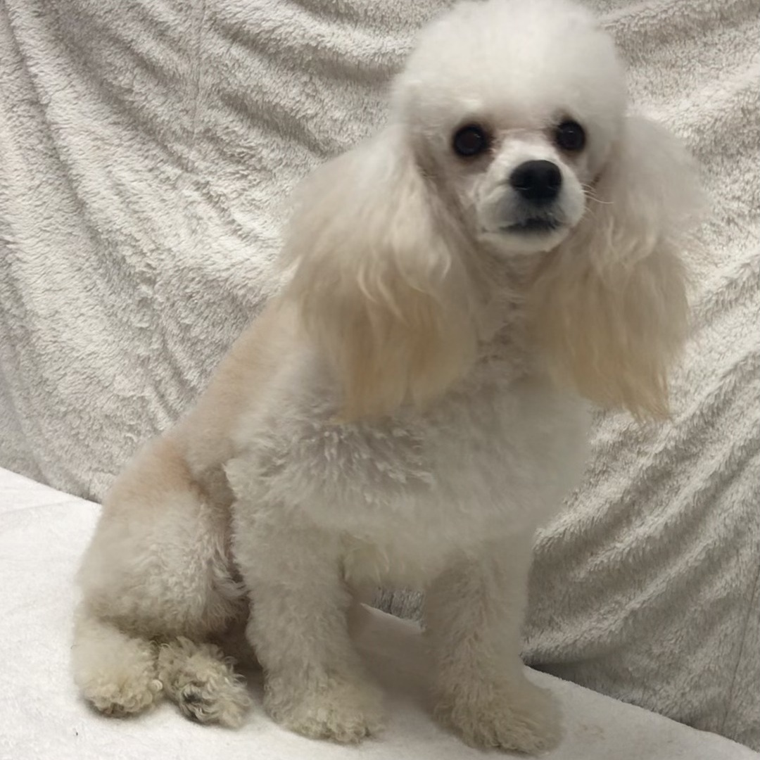 Jenna, a Adoptable Poodle in Lincolnwood, IL image 2/6