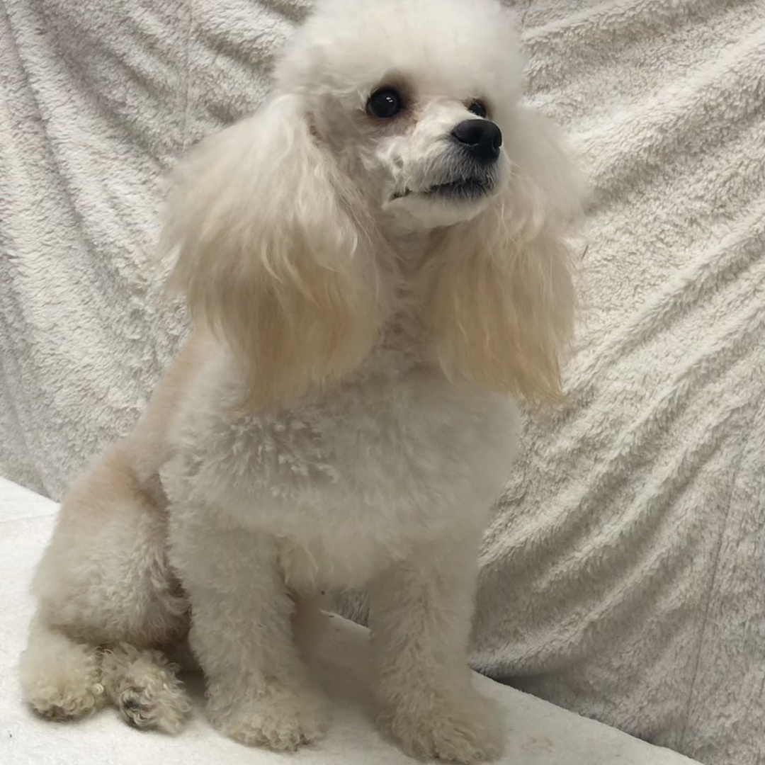 Jenna, a Adoptable Poodle in Lincolnwood, IL image 4/6