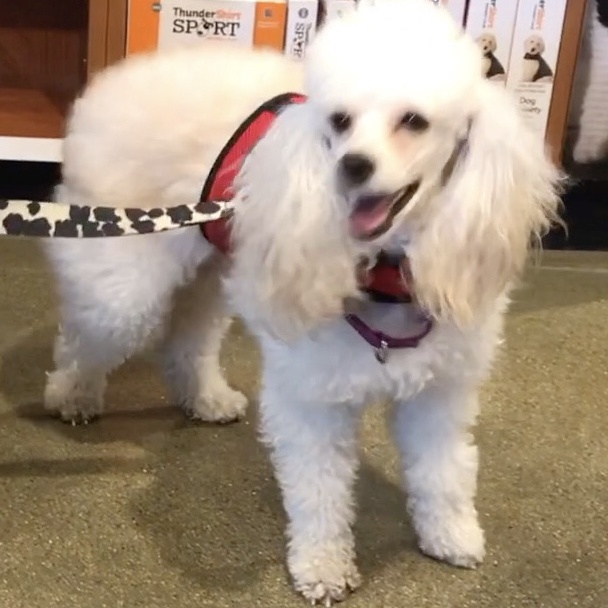 Jenna, a Adoptable Poodle in Lincolnwood, IL image 5/6