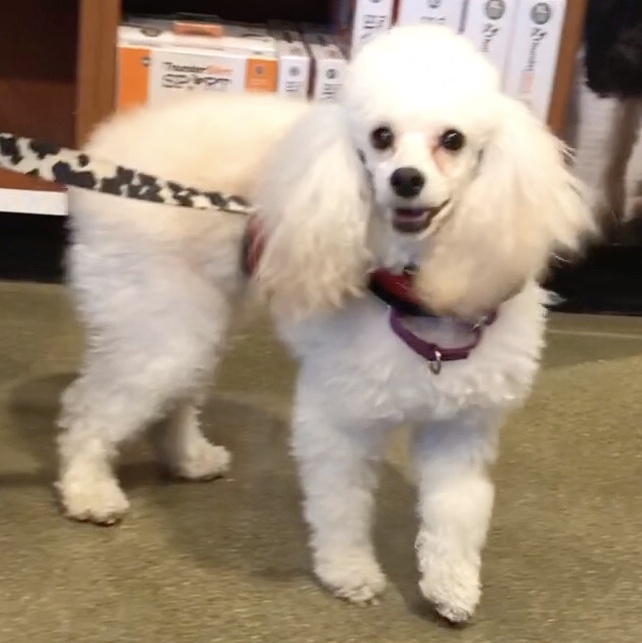 Jenna, a Adoptable Poodle in Lincolnwood, IL image 6/6