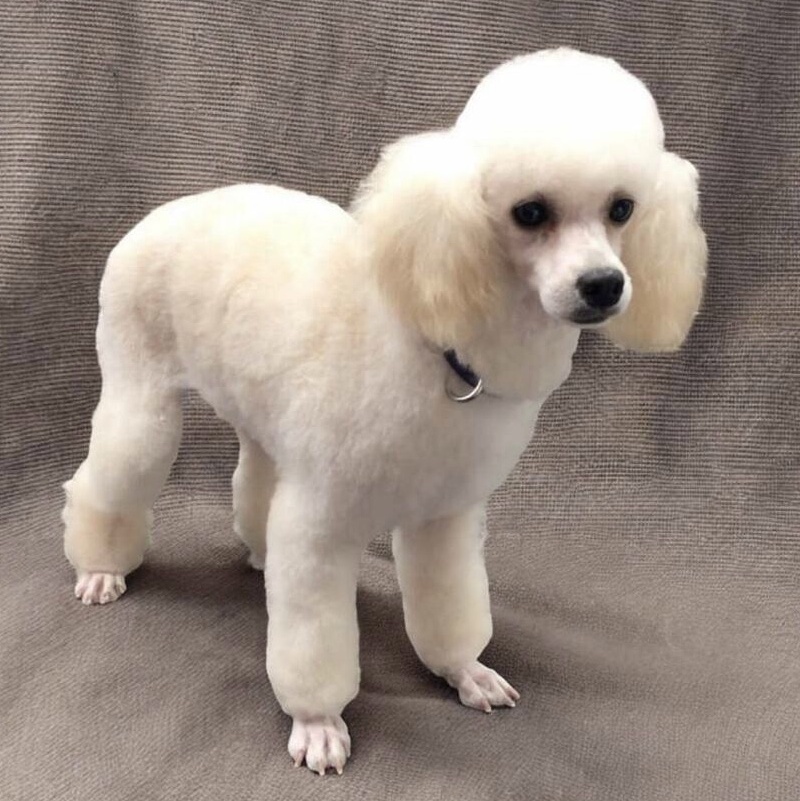 Jenna, Adoptable, Adult Female Poodle.