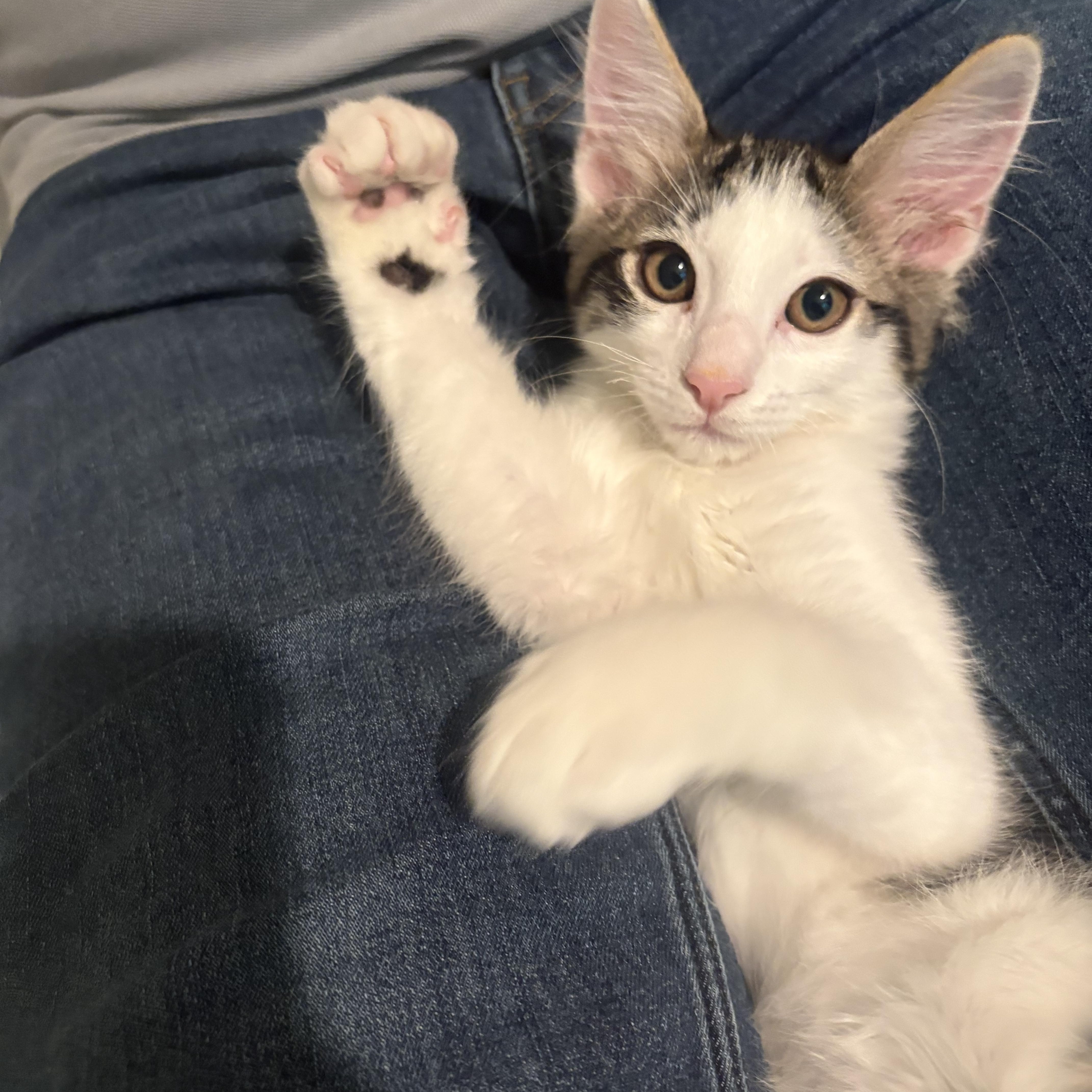 Enlarge Jellybean, a ADOPTABLE mixed breed in Woodinville, WA image 5/6