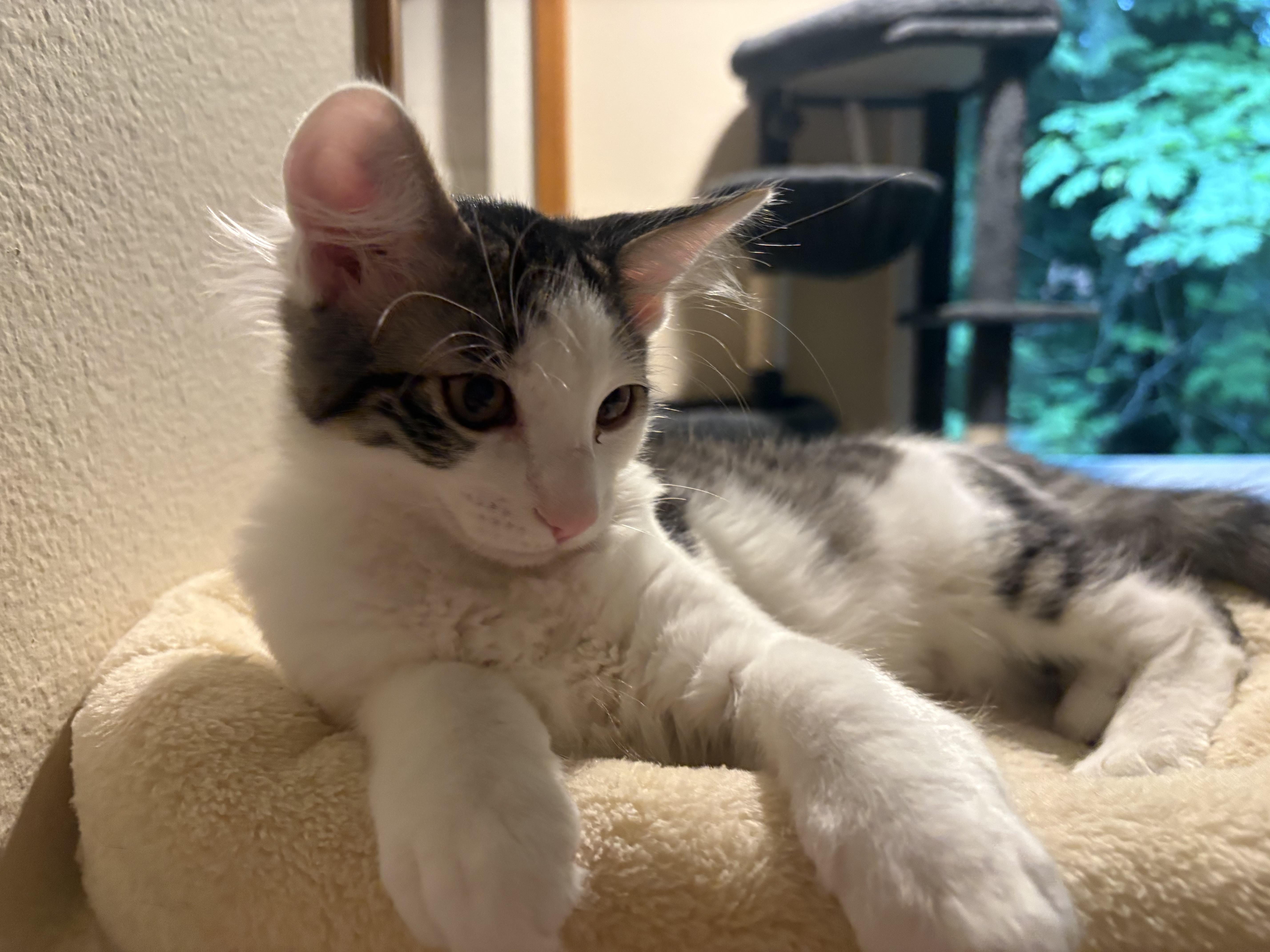 Enlarge Jellybean, a ADOPTABLE mixed breed in Woodinville, WA image 1/6