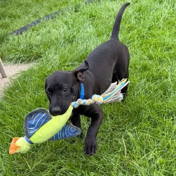 Enlarge Toothless, a Adoptable Mixed Breed in Racine, WI image 2/4