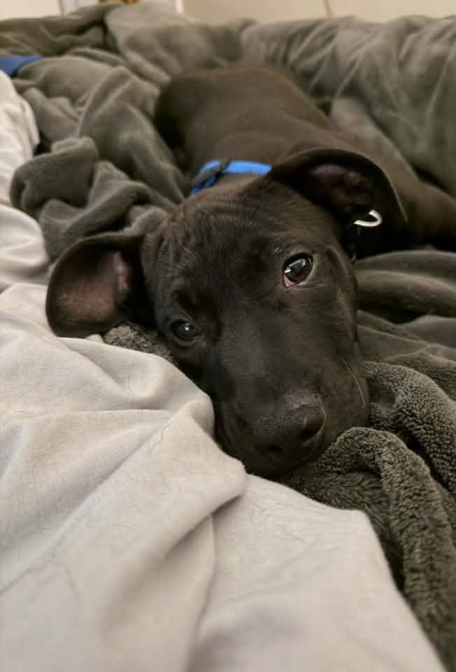 Enlarge Toothless, a Adoptable Mixed Breed in Racine, WI image 3/4