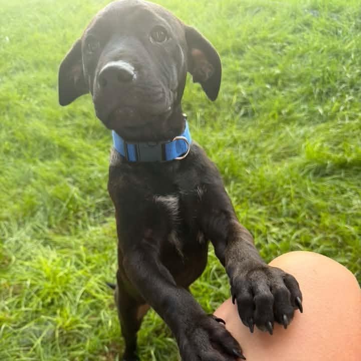 Enlarge Toothless, a Adoptable Mixed Breed in Racine, WI image 4/4
