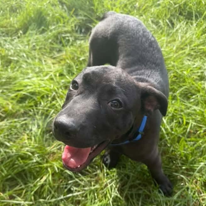 Enlarge Toothless, a Adoptable Mixed Breed in Racine, WI image 1/4