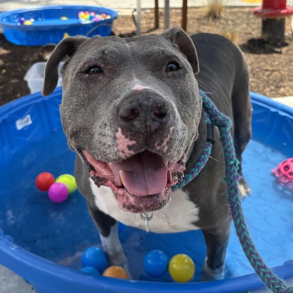 Hattie, Adoptable, Adult Female Mixed Breed & Pit Bull Terrier.