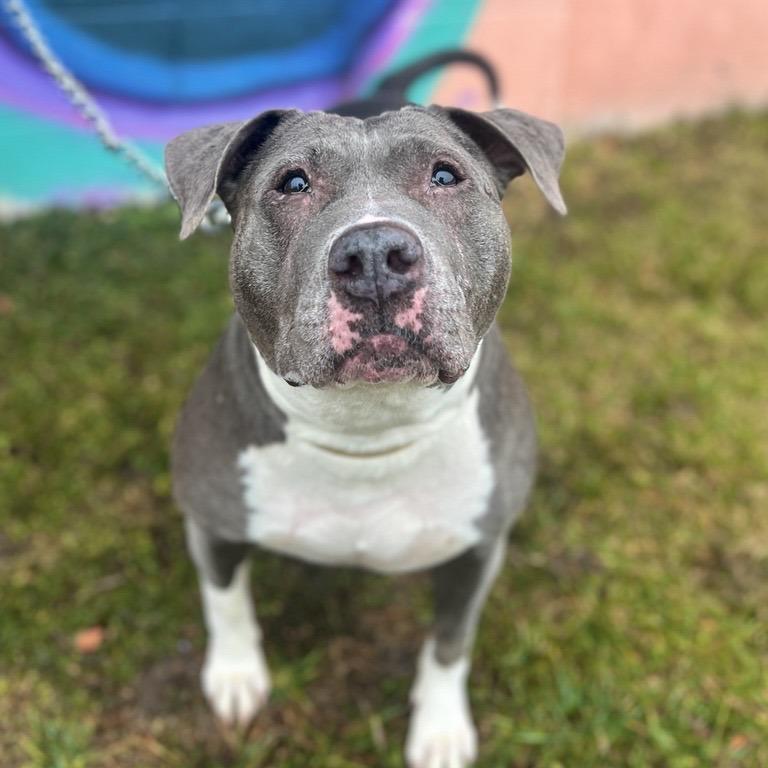 Hattie, a Adoptable mixed breed in Salt Lake City, UT image 3/5