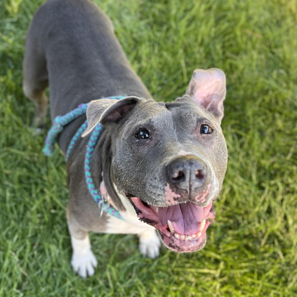 Enlarge Hattie, a Adoptable mixed breed in Salt Lake City, UT image 3/5