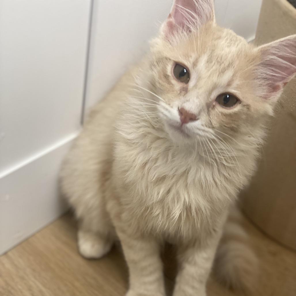 Enlarge Allen, a Adoptable Domestic Medium Hair in Chesapeake, VA image 2/3