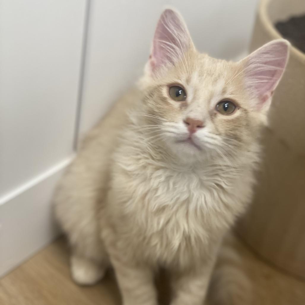 Enlarge Allen, a Adoptable Domestic Medium Hair in Chesapeake, VA image 3/3