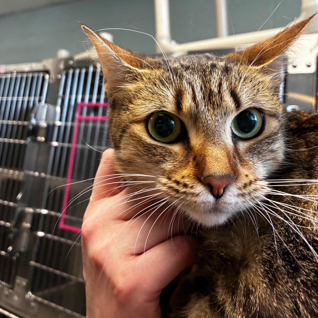 Enlarge Majestic, a Adoptable Domestic Short Hair in Fredericksburg, VA image 1/2