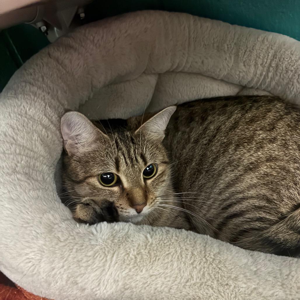 Majestic, Adoptable, Adult Female Domestic Short Hair.