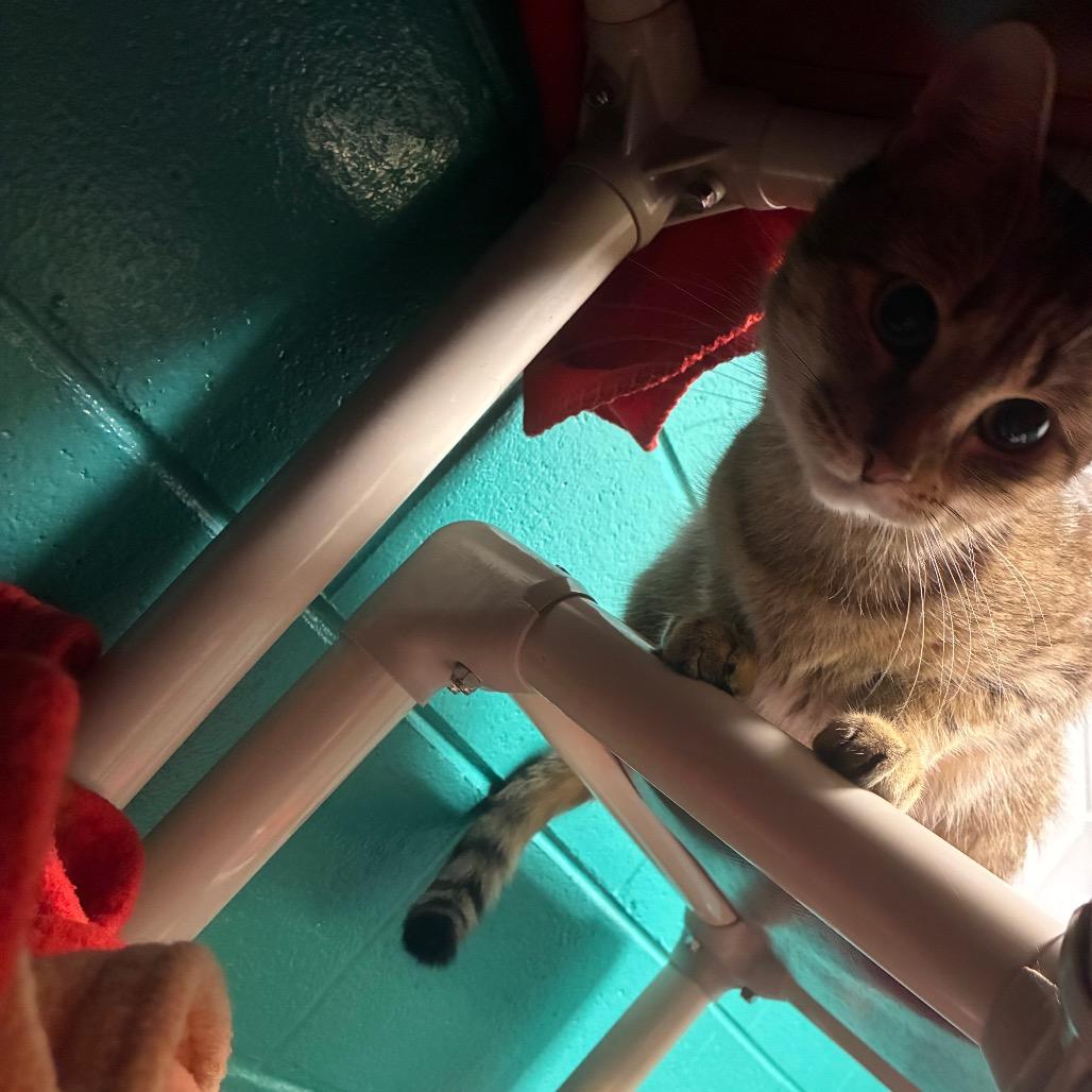 Enlarge Majestic, a Adoptable Domestic Short Hair in Fredericksburg, VA image 2/6
