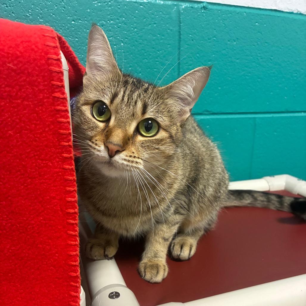 Enlarge Majestic, a Adoptable Domestic Short Hair in Fredericksburg, VA image 3/6