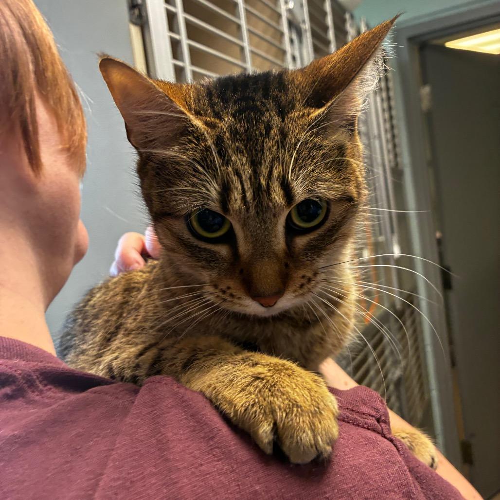 Enlarge Majestic, a Adoptable Domestic Short Hair in Fredericksburg, VA image 2/2