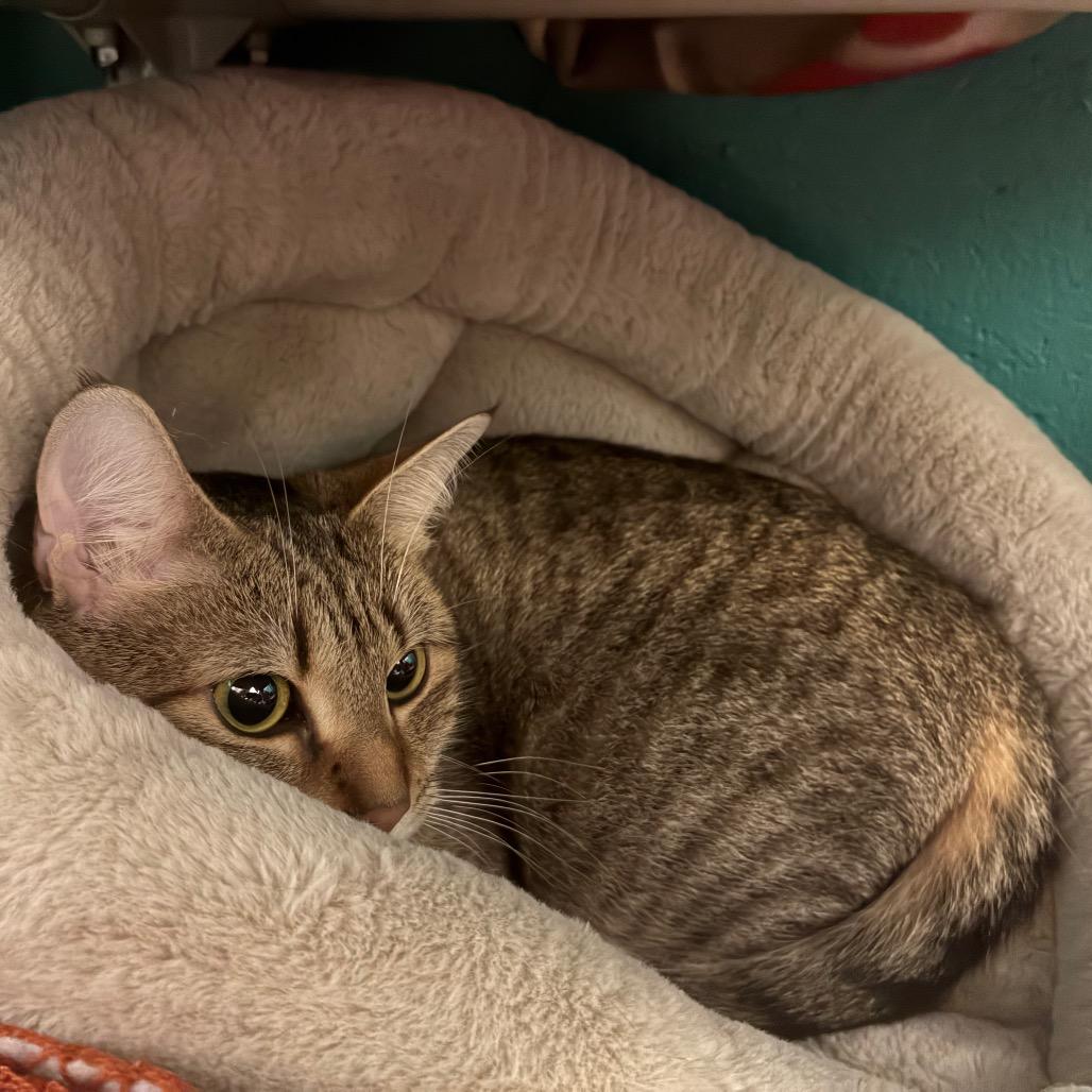 Enlarge Majestic, a Adoptable Domestic Short Hair in Fredericksburg, VA image 4/6