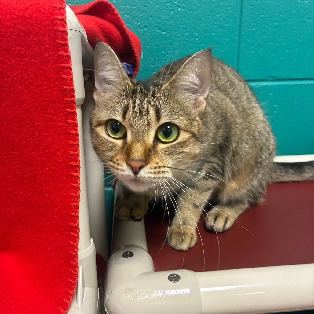 Enlarge Majestic, a Adoptable Domestic Short Hair in Fredericksburg, VA image 5/6
