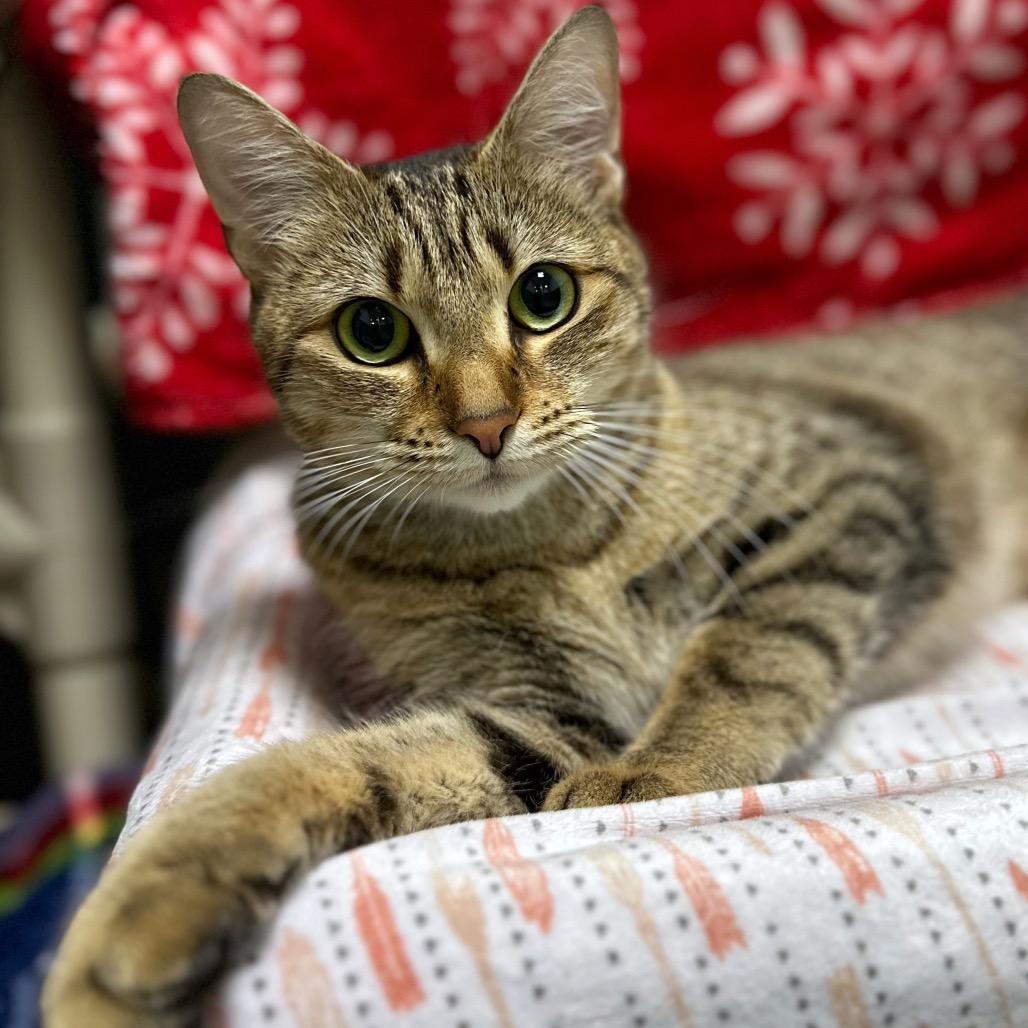 Enlarge Majestic, a Adoptable Domestic Short Hair in Fredericksburg, VA image 6/6