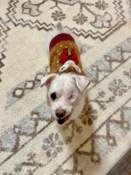 Enlarge Lovely Luna, an adopted mixed breed in Sacramento, CA image 3/3