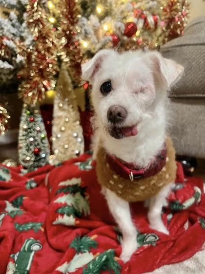 Enlarge Lovely Luna, an adopted mixed breed in Sacramento, CA image 2/3