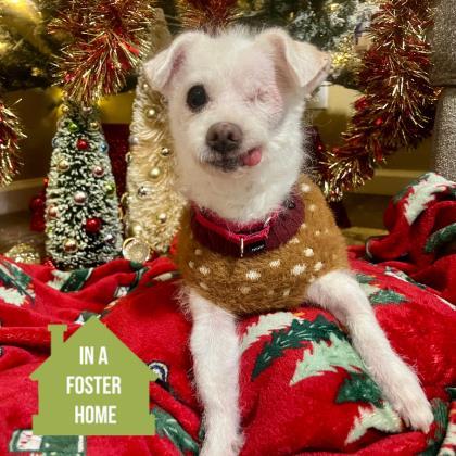 Enlarge Lovely Luna, an adopted mixed breed in Sacramento, CA image 1/3