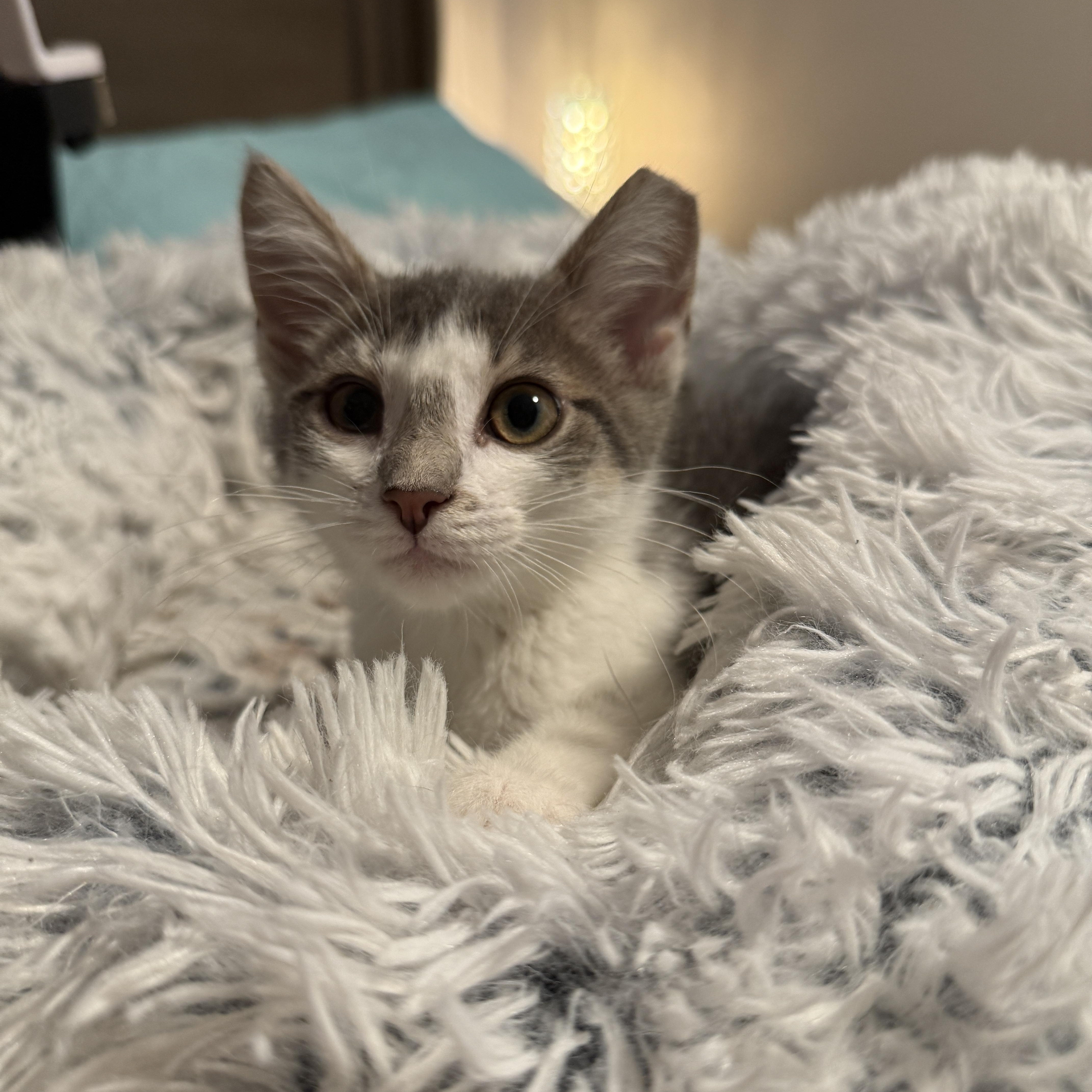 Lucy, Baby Female unknown
