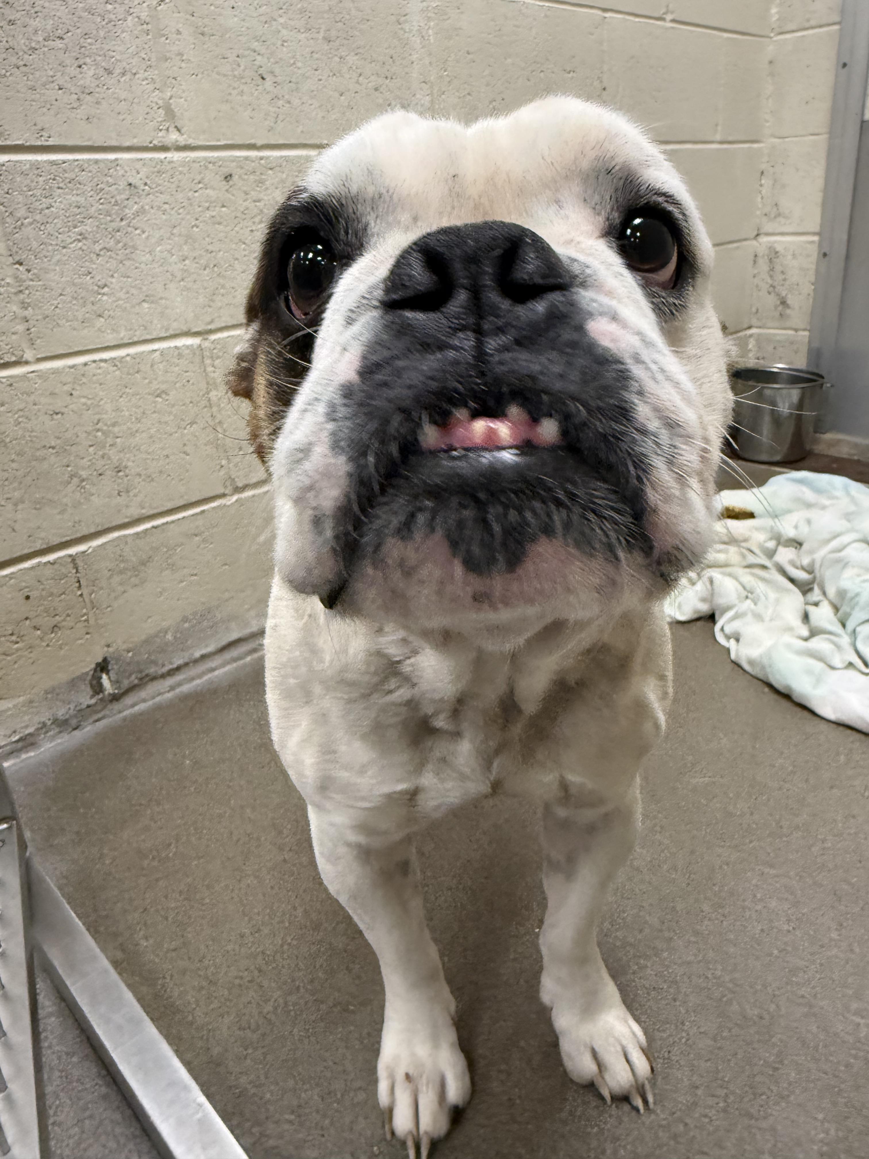 Barnaby, an adopted English Bulldog in Fort Collins, CO image 2/3