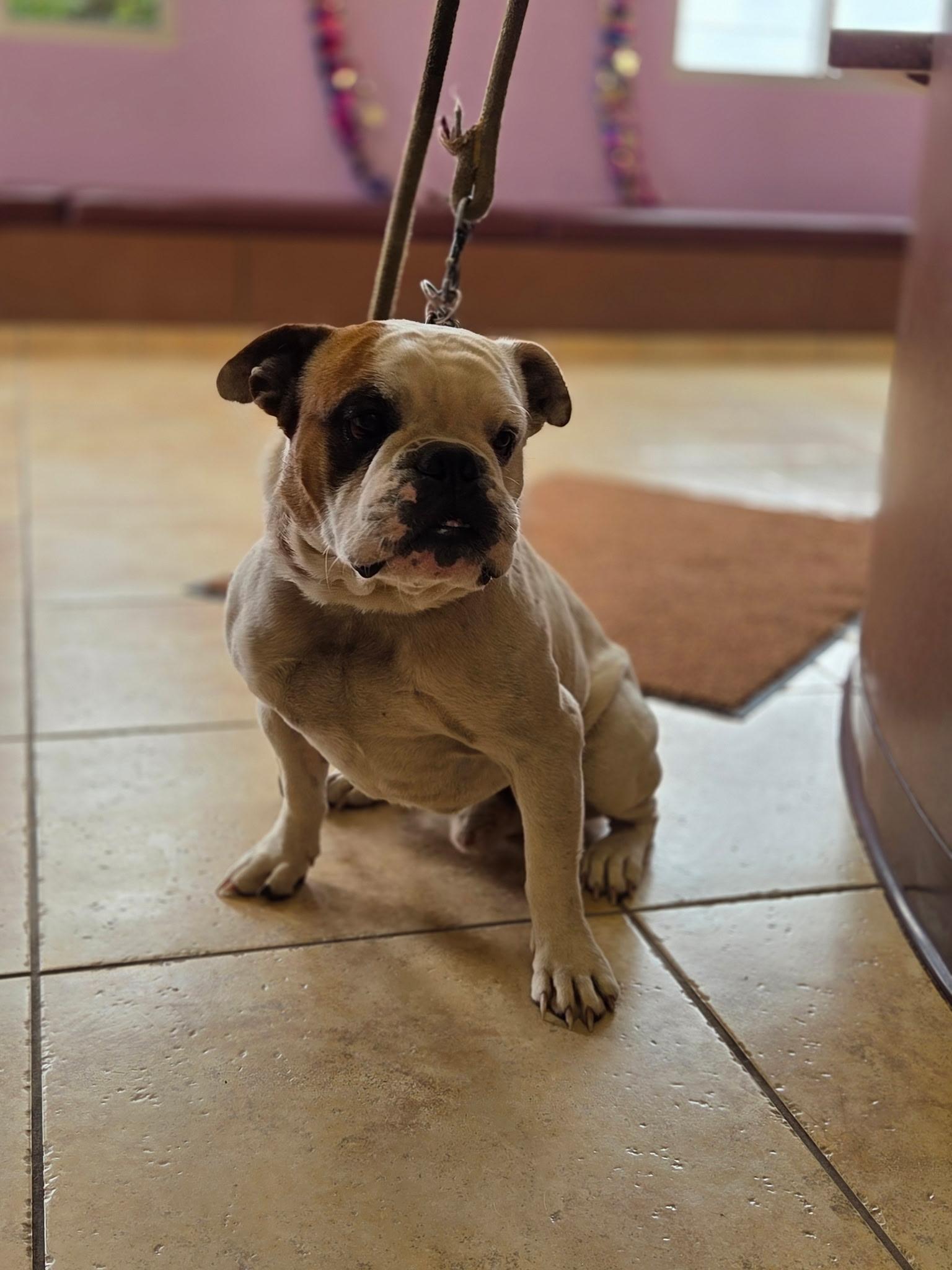 Barnaby, adopted, Adult Male English Bulldog.