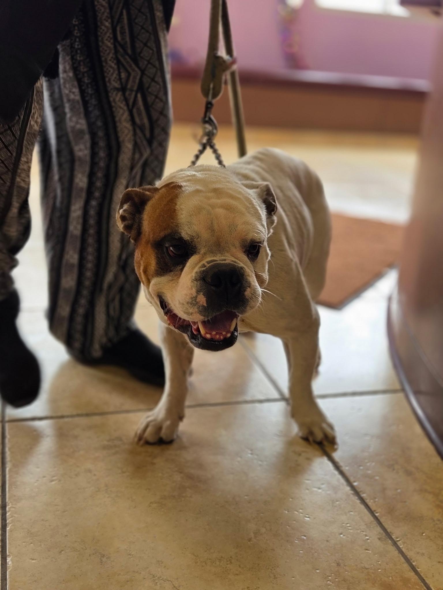 Barnaby, an adopted English Bulldog in Fort Collins, CO image 3/3
