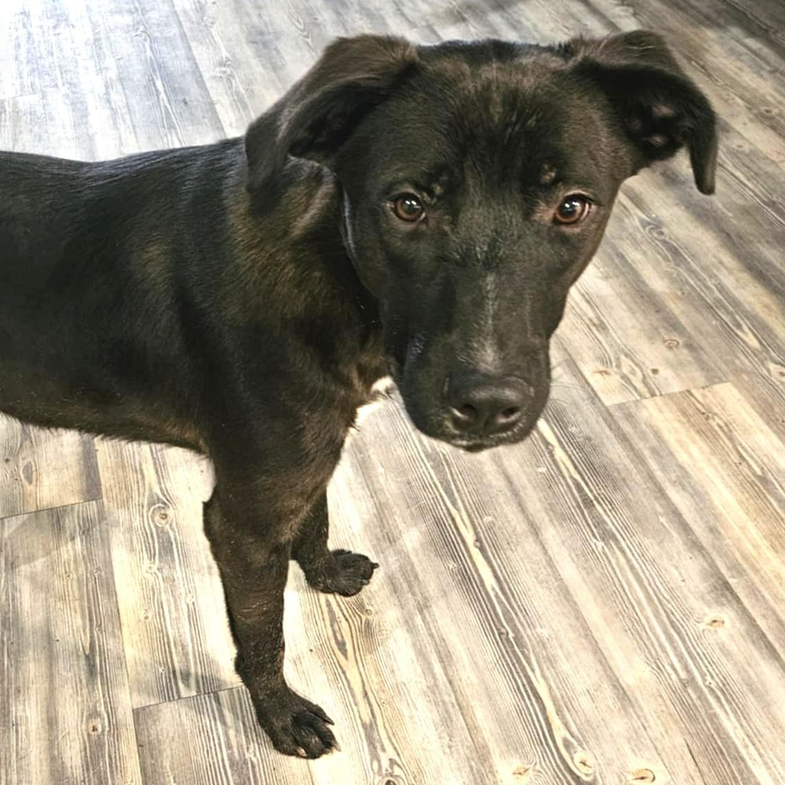 Ash, a Adoptable mixed breed in Springfield , MA image 2/5