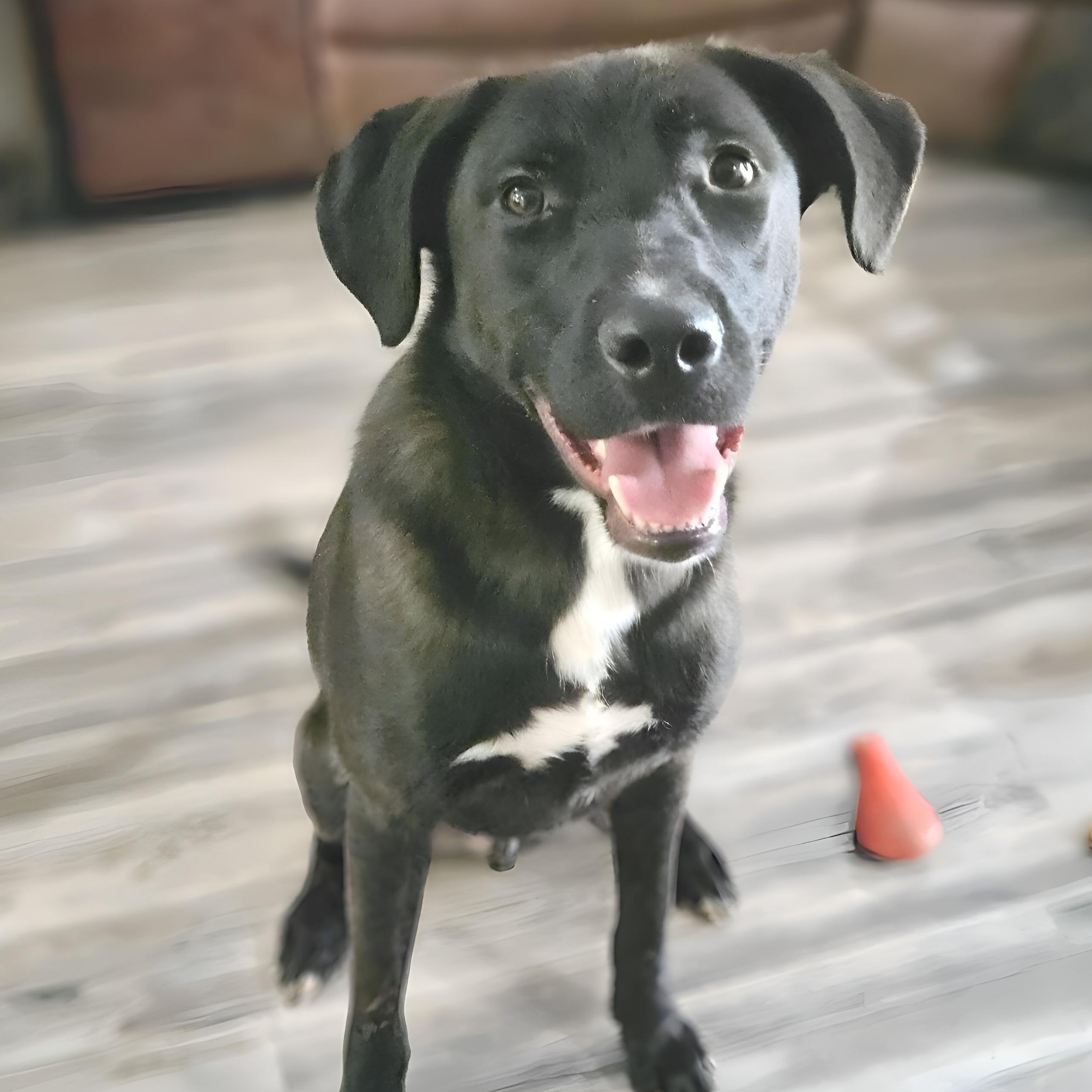 Ash, Adoptable, Young Male Shepherd.