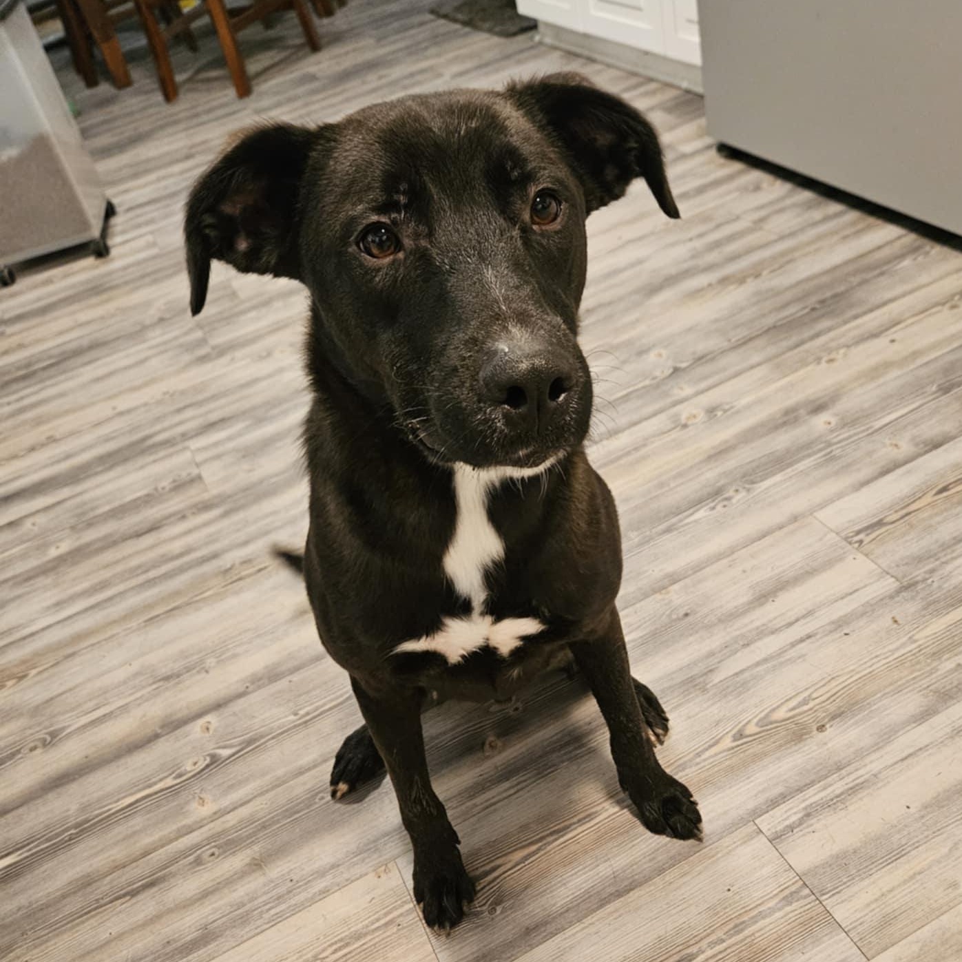 Ash, a Adoptable mixed breed in Springfield , MA image 4/5