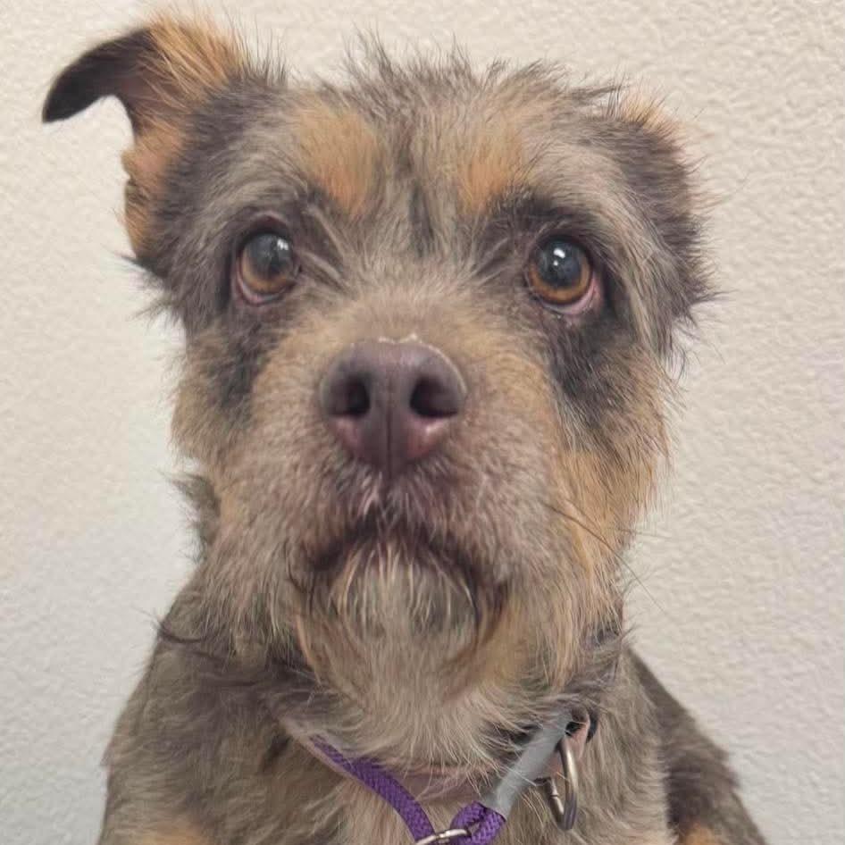 Ruby OS NV, Adoptable, Adult Female Terrier.